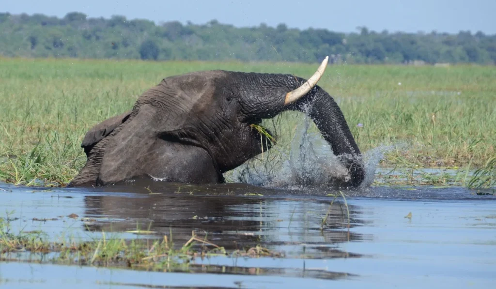 Chobe Wildlife
