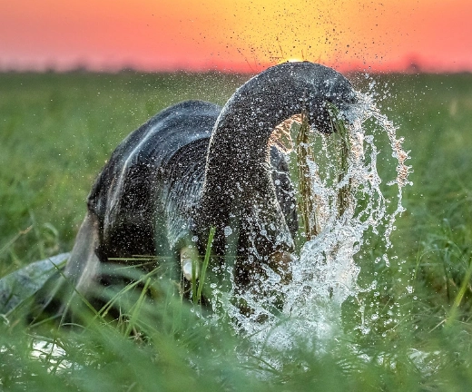 Chobe Wildlife