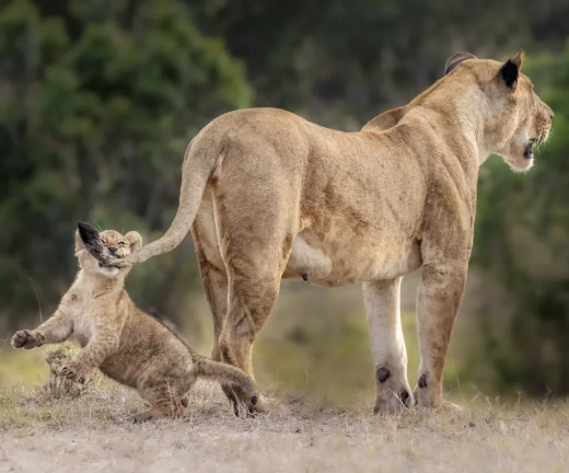 Chobe Wildlife