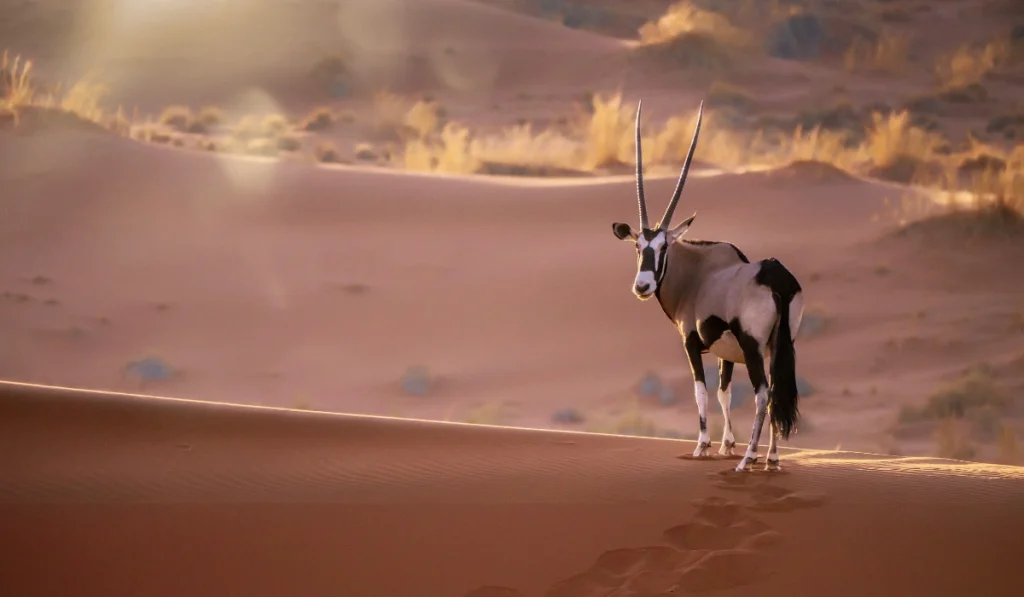 Namibia Wildlife