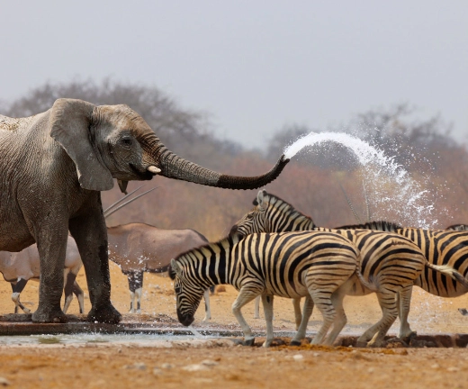 Etosha Wildlife