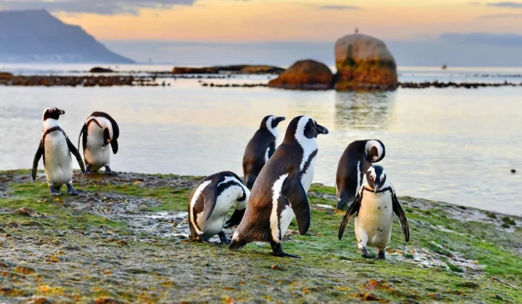 Cape Town Penguins