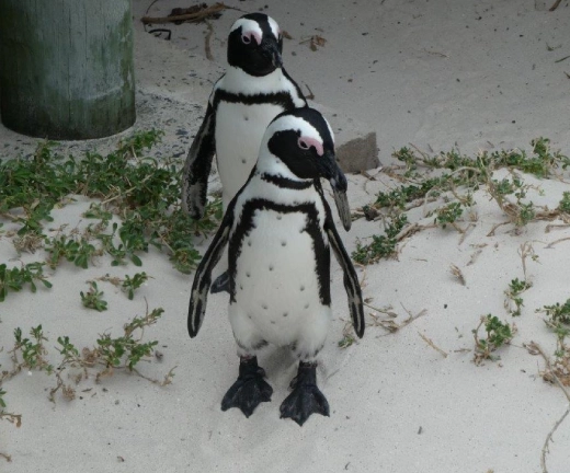 Cape Town Penguins