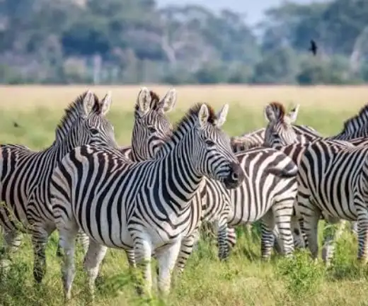 5-day-hwange-safari-chobe-wildlife-adventure2