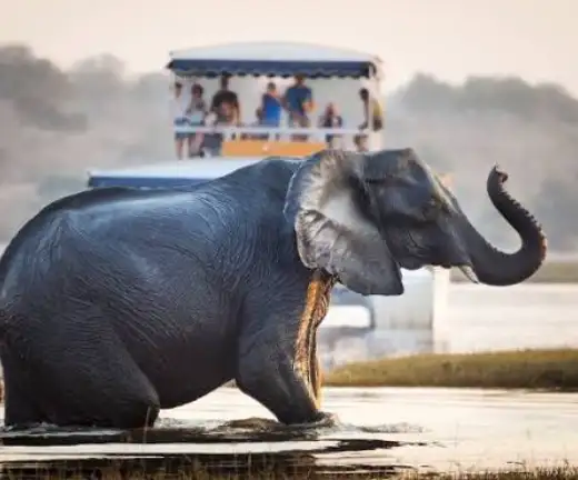 5-day-hwange-safari-chobe-wildlife-adventure3