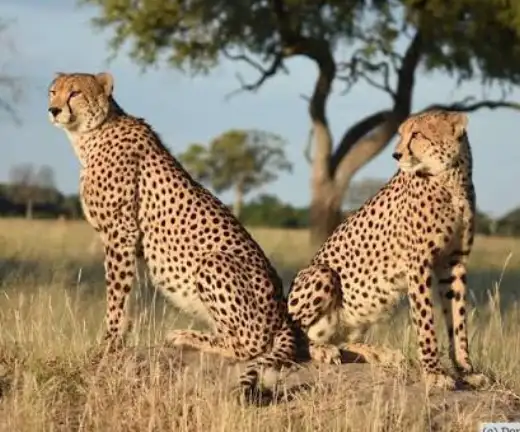 5-day-hwange-safari-chobe-wildlife-adventure4