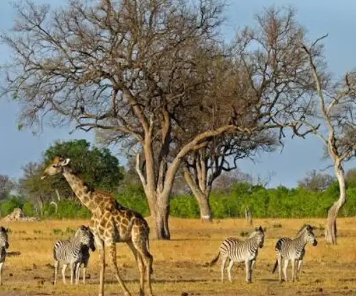 5-day-hwange-safari-chobe-wildlife-adventure5
