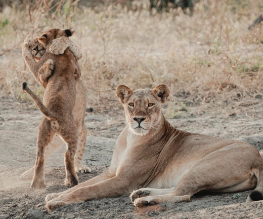 6-nights-chobe-game-lodge-and-camp-okavango-3