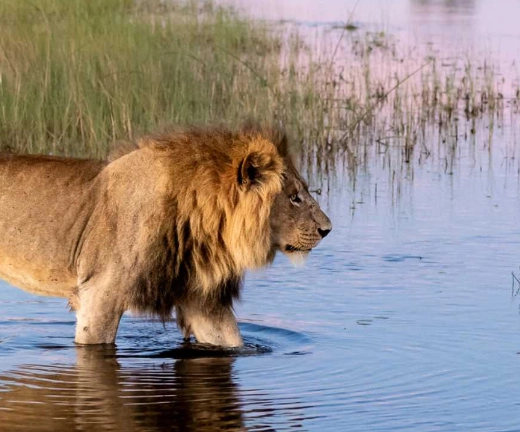 6-nights-chobe-game-lodge-and-camp-okavango-5