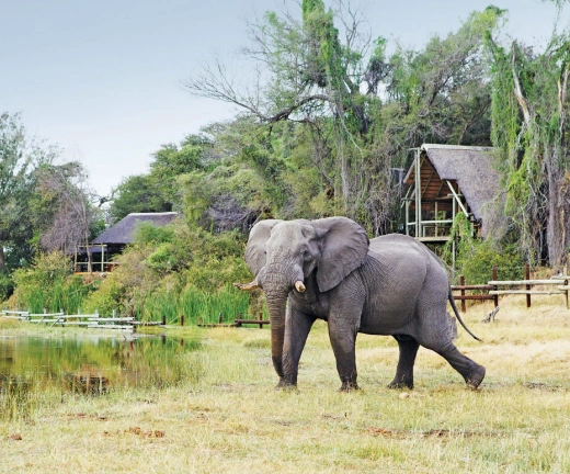 Chobe National Park Wildlife