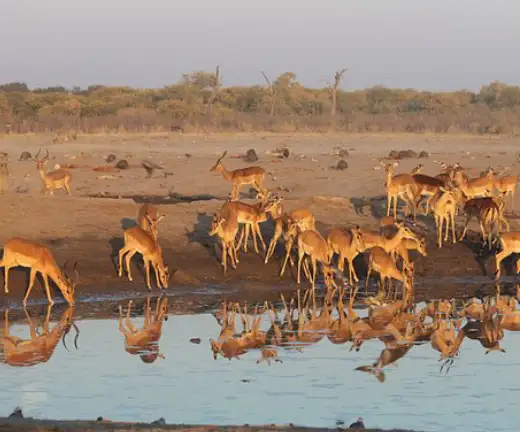 BEST OF DESERT & DELTA SAFARIS – 8 NIGHTS – KASANE_MAUN2