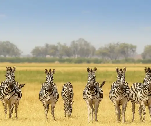 BEST OF DESERT & DELTA SAFARIS – 8 NIGHTS – KASANE_MAUN4