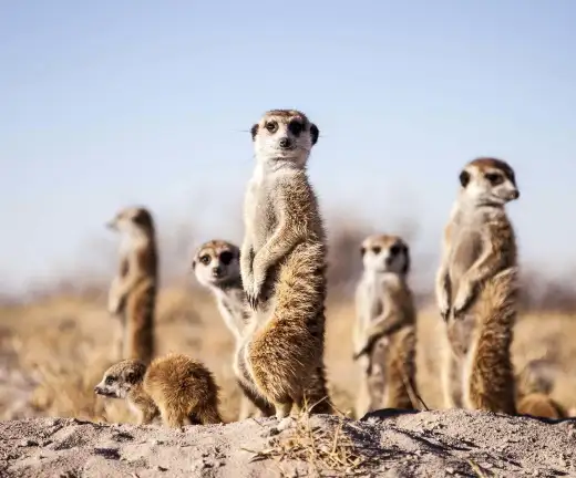 BEST OF DESERT & DELTA SAFARIS – 8 NIGHTS – KASANE_MAUN9