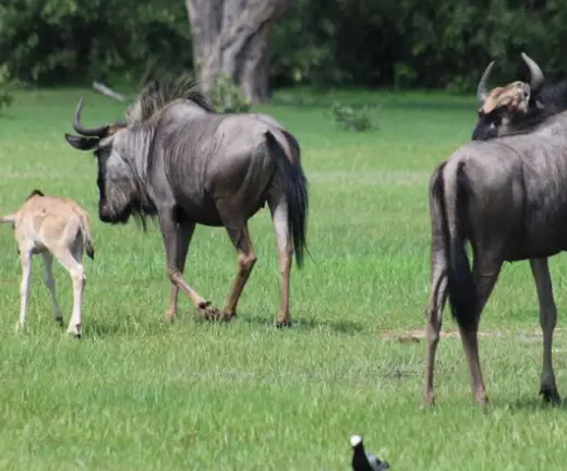 Camp Moremi and Camp Okavango2