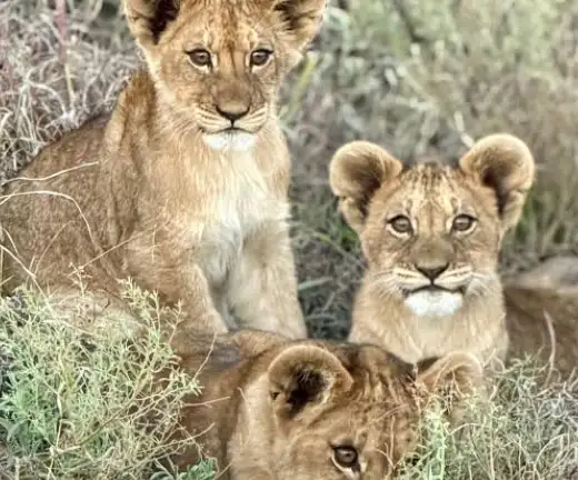 ULTIMATE FAMILY SAFARI PACKAGE – 6 NIGHTS – MAUN_MAUN3