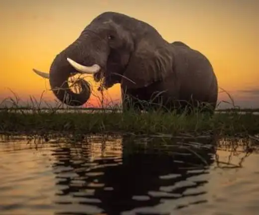 ULTIMATE FAMILY SAFARI PACKAGE – 6 NIGHTS – MAUN_MAUN4