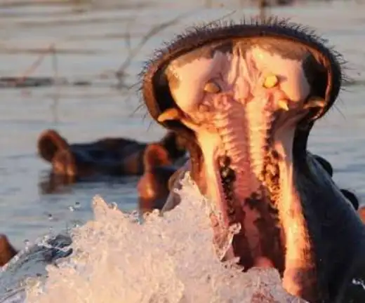 ULTIMATE FAMILY SAFARI PACKAGE – 6 NIGHTS – MAUN_MAUN6 (1)