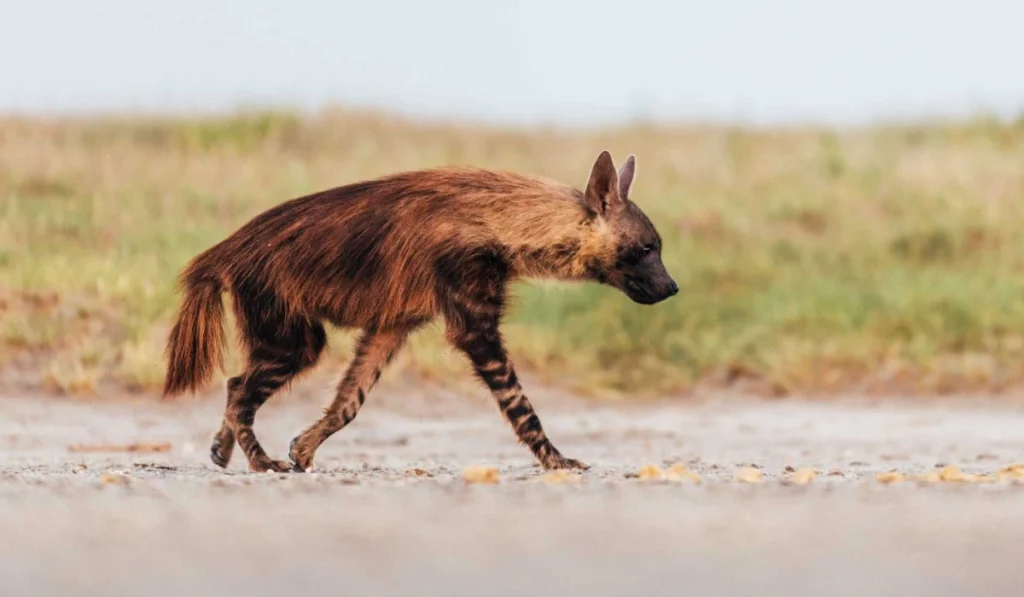 Moremi Game Reserve Wildlife