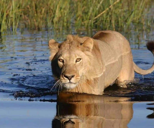 Chobe Wildlife