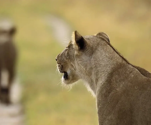 Chobe Wildlife