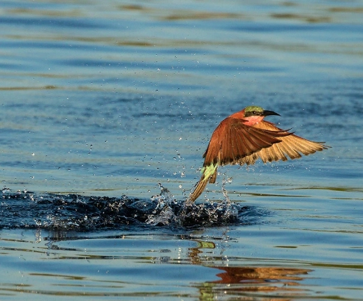 Chobe Birdlife