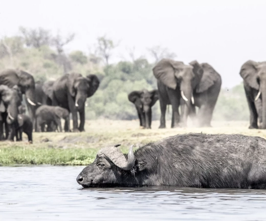 Chobe Wildlife