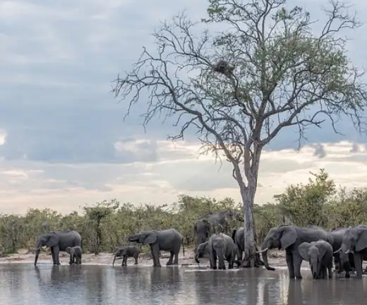 family safari