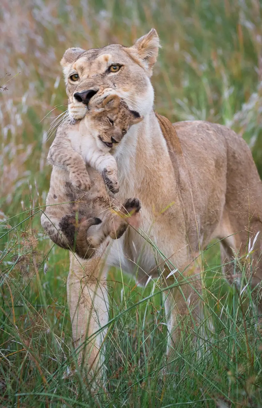 Linyanti Wildlife