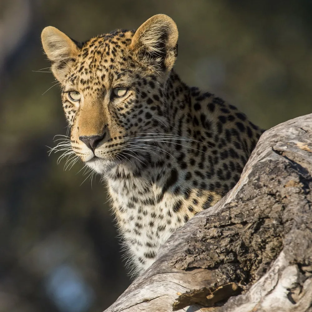 Linyanti Wildlife