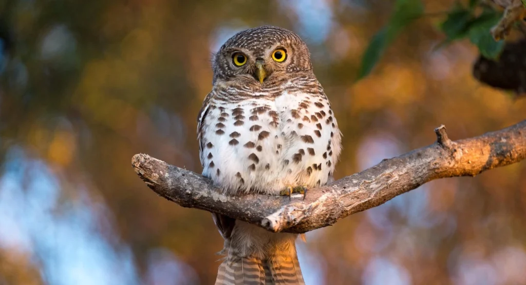 Linyanti Birdlife