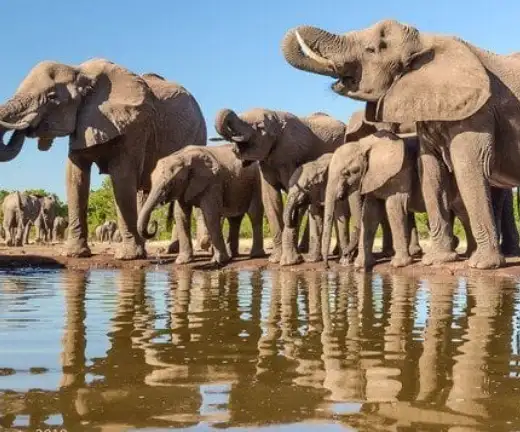 Wildlife of Mashatu