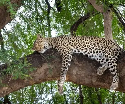 Wildlife of Mashatu