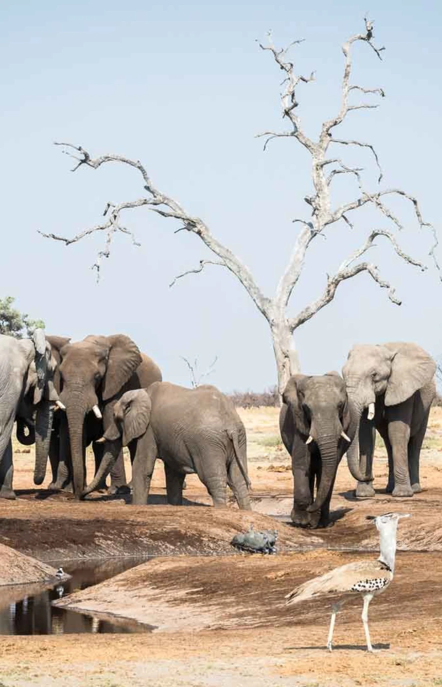 Savuti Wildlife