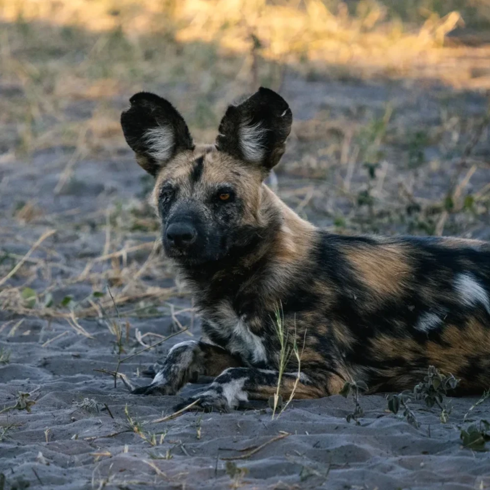 Savuti Wildlife