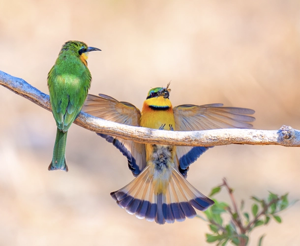Bird Watching
