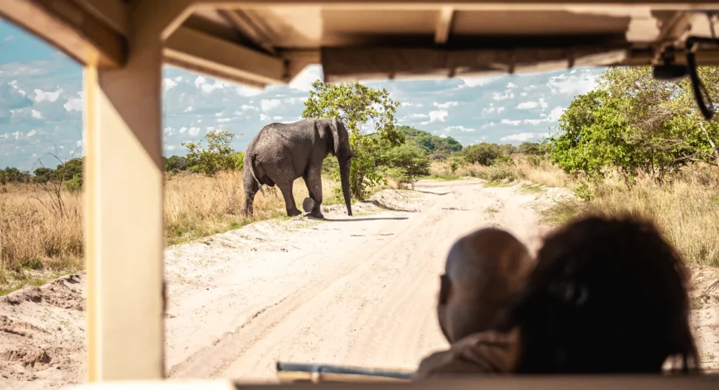 Savuti Game Drive