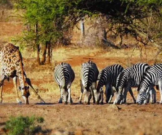 traversing-the-delta-9-nights-maun-to-maun2
