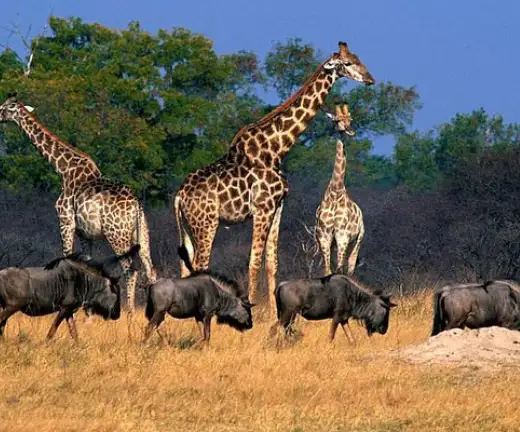 traversing-the-delta-9-nights-maun-to-maun4