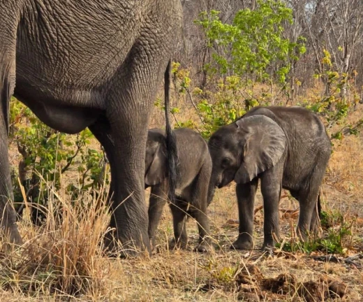 3-days-2-nights-botswana-budget-camping-tours_2
