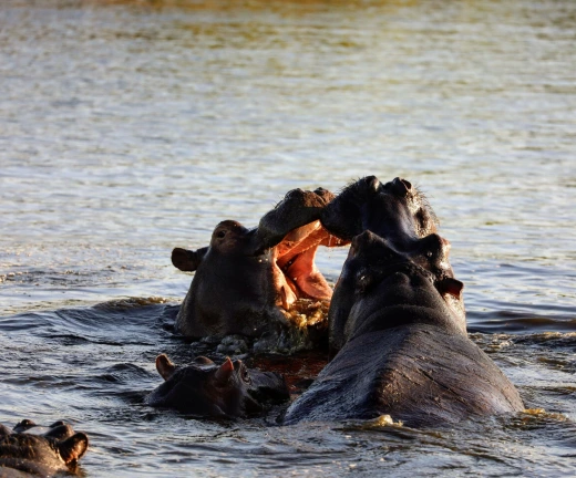 3-days-2-nights-botswana-budget-camping-tours_5