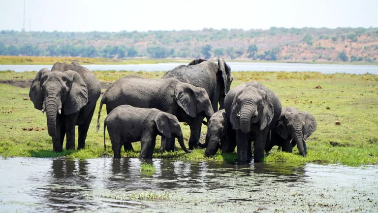 Discover Botswana: A Complete Guide to an Unforgettable Safari